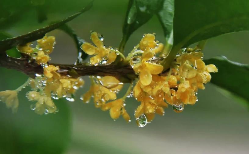 春季桂花移栽修剪有訣竅，襄陽園林綠化公司親傳經(jīng)驗(yàn)，來年花多枝密長勢好